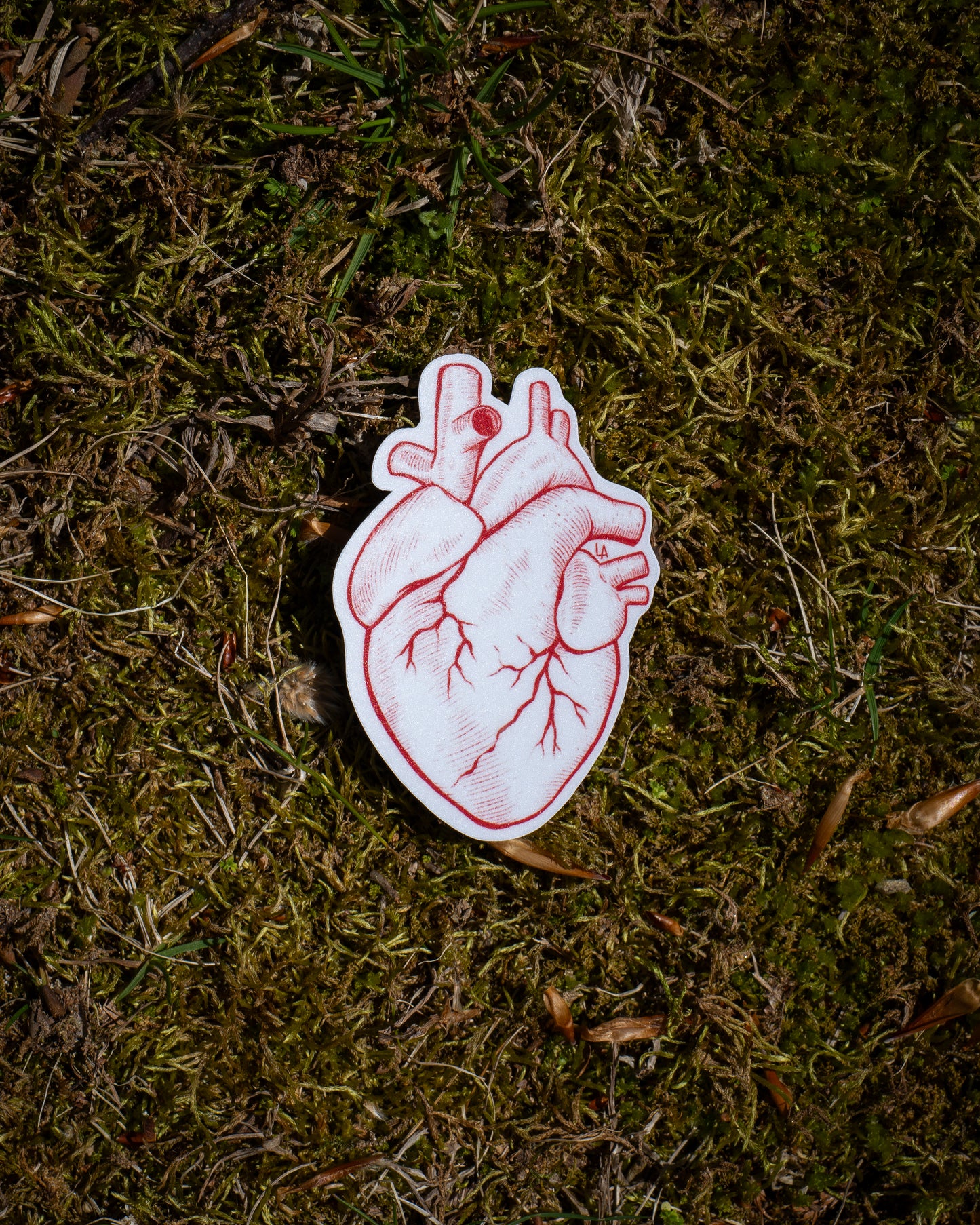 Anatomical Heart Sticker