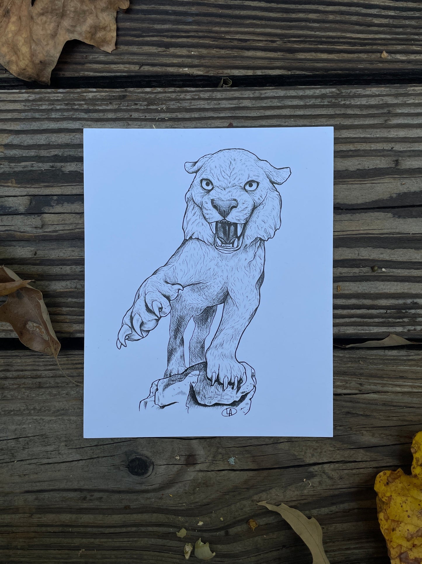 Catamount Illustration Print